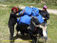 Chargement d'un yack pour le trek Chargement d'un yack pour le trek