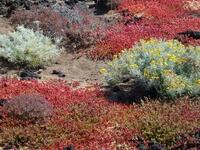 Une des beautés du Malpais Une des beautés du Malpais